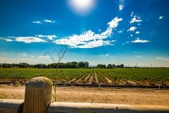 Lesaffre Polska partnerem projektu BIOSTRATEG